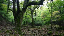 前鬼のトチノキ巨樹群
