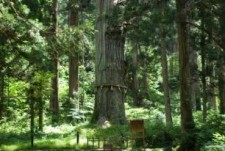 羽黒山の爺スギ