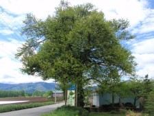 イシナシ（山梨） 