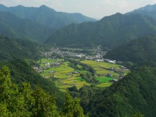 日根荘　大木の農村景観