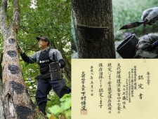 日本産漆生産・精製技術