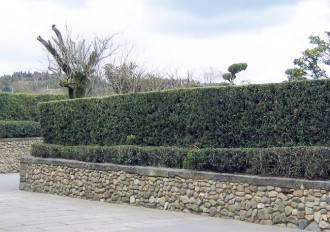 知覧武家屋敷の茶生垣