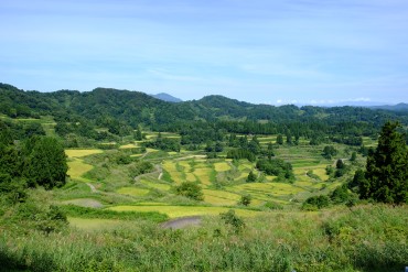 星峠の棚田（越後松代棚田群）