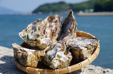 呉産カキ