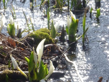 富岡みずばしょう園　～四季の森～