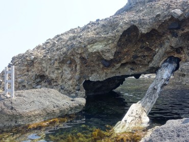 波根西の珪化木