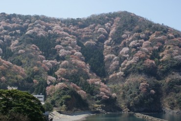 神子（みこ）の山桜
