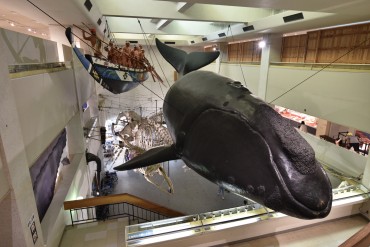 太地町立くじらの博物館