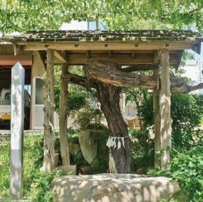 勝沼富町のブドウ（甲州種の原種）