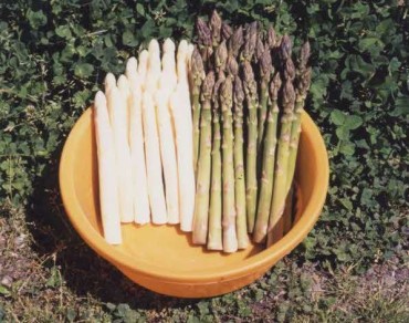 グリーンアスパラ ホワイトアスパラ