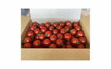 オーガニック ミディアムトマト （シンディースイート）