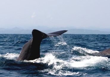 ホエールウォッチング