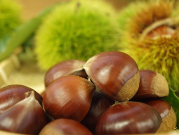 【笠間市】笠間の栗