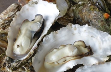 「牡蠣」森、海、人が育む気仙沼の牡蠣