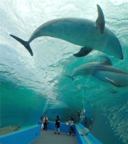のとじま水族館