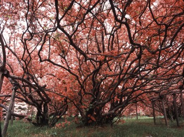 もてなし文化のエリア