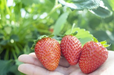 【益子のいちご狩り】
