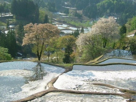 残雪の棚田