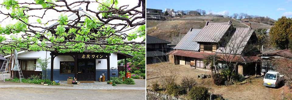 左：軒先まで張り巡らせた葡萄棚/右：甲州切妻型家屋