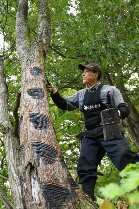 漆掻きの作業は6月から11月の半年間