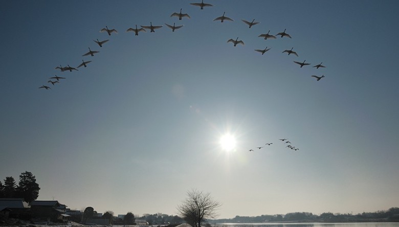 白鳥の雁行風景