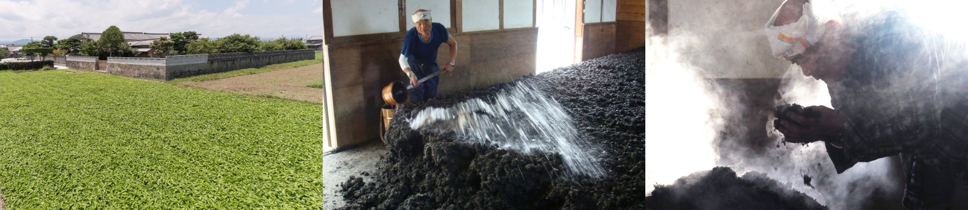 左：藍畑／中央：藍の葉に水をかけて発酵促す／右：発酵の状態を確かめる藍師