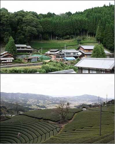 湯船・原山の茶畑
