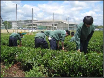 京都府立木津高等学校付属茶園、製茶工場