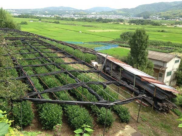 飯岡の茶畑