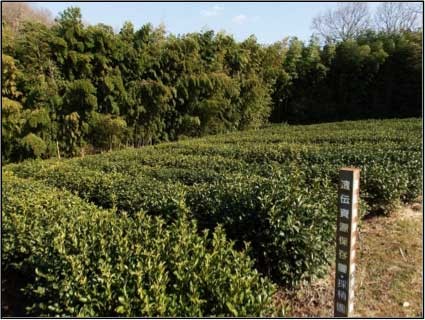 京都府茶業研究所付属茶園