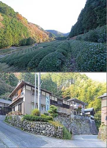 湯屋谷の茶畑、茶農家、茶問屋の街並み