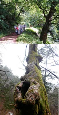 鳥居峠のトチノキ群