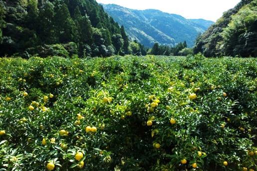 ゆず畑の景観