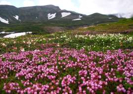 高山植物 ～コマクサ等～