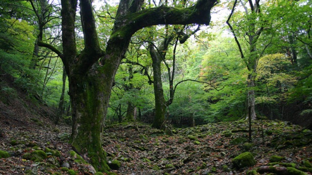前鬼のトチノキ巨樹群