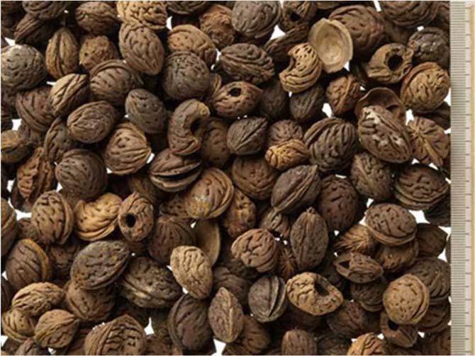 上東遺跡出土の桃の種