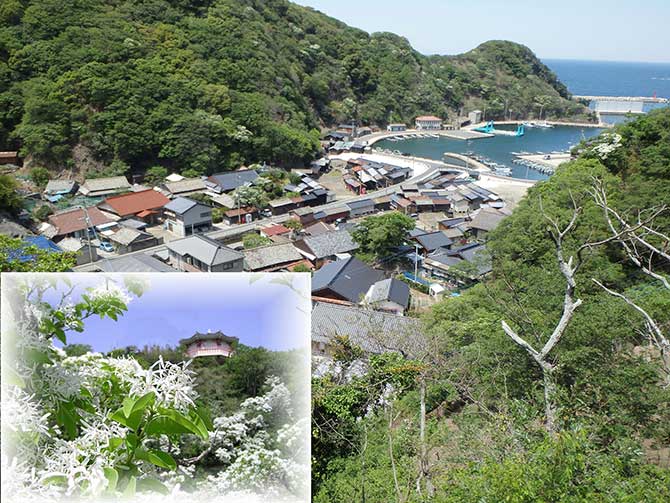 鰐浦（朝鮮通信使寄港地、ヒトツバタゴ自生地）