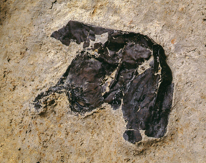 湊遺跡出土烏帽子 