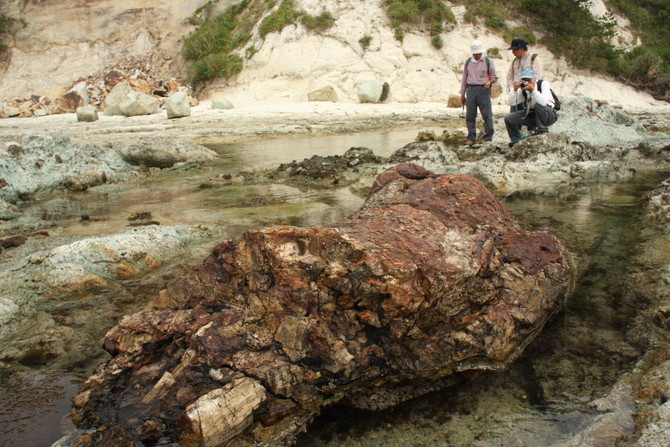 仁万の硅化木(にまのけいかぼく)