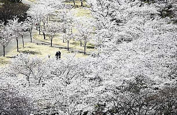 開成山の桜