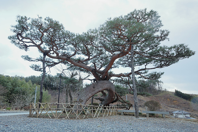 荘厳寺の返り松