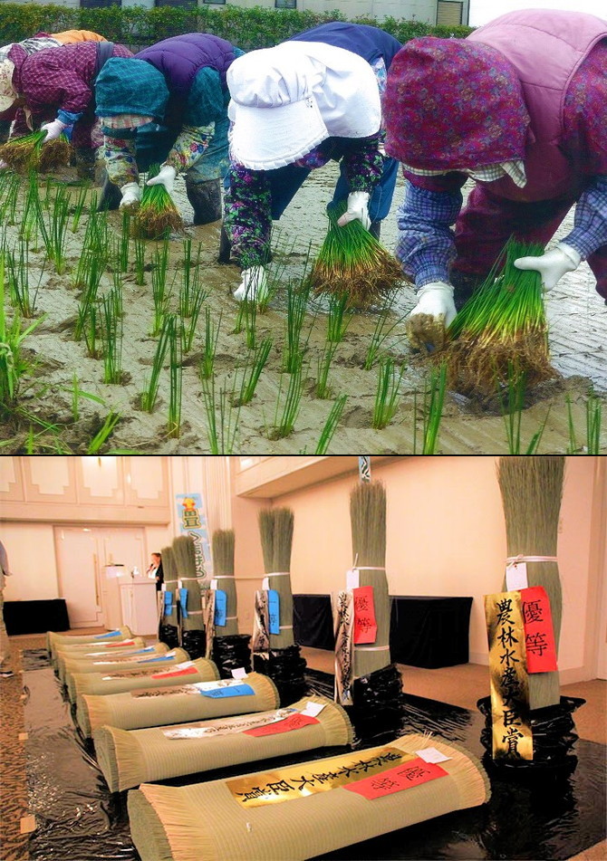 い草及びい草製品