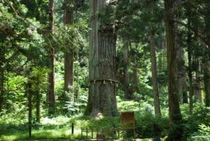 羽黒山の爺スギ