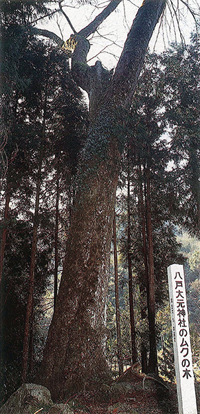 八戸大元神社のムクの木（やとおおもとじんじゃのむくのき） 