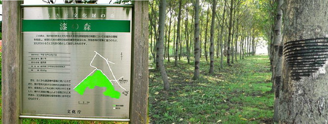 漆の森