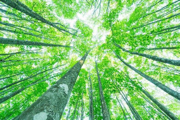 安比高原ブナの二次林