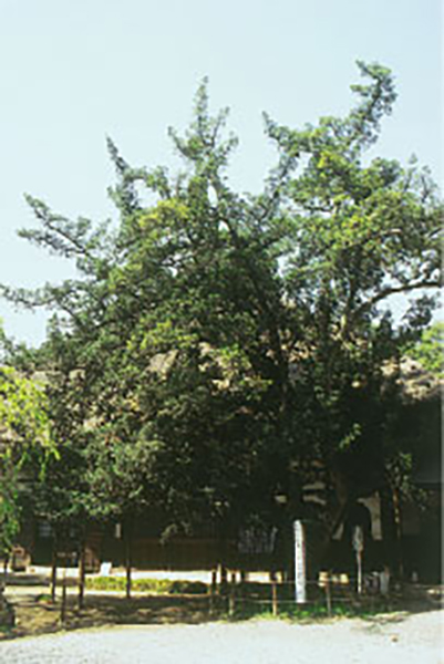 茂林寺のラカンマキ 