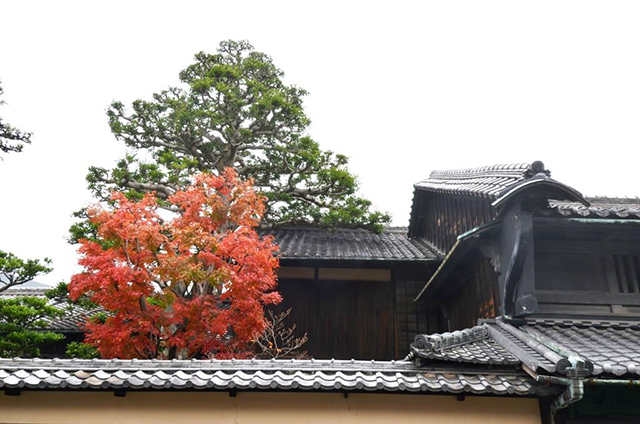 都市景観保存樹 クロガネモチ 