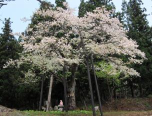 注連寺　七五三掛桜