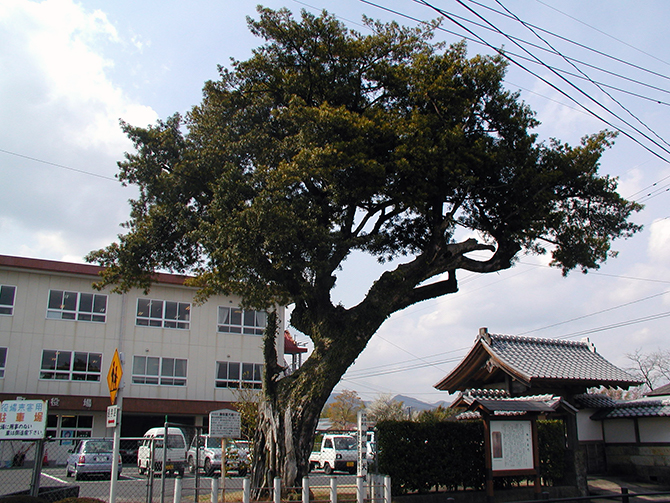 御仮屋犬槙（一ツ葉） 